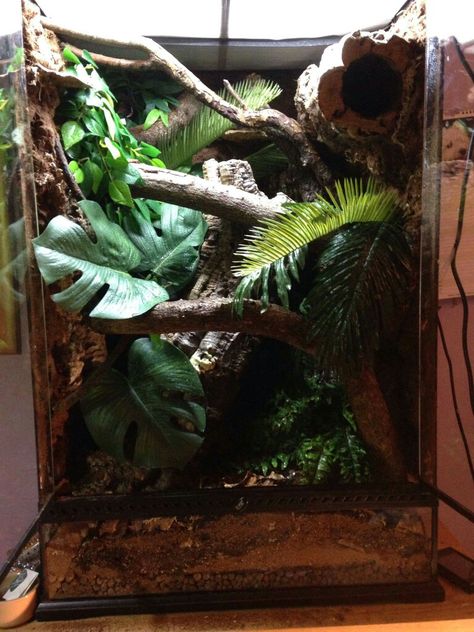 Leachie terrarium Leachianus Gecko Enclosure, Leachie Gecko Enclosure, Crested Gecko Terrarium Ideas, Leachie Gecko, Crested Gecko Vivarium, Crested Gecko Habitat, Gecko Vivarium, Gecko Tank, Terrariums Diy