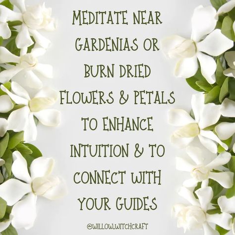 Gardenia Magickal Tip #topicoftheday #todaysposts #gardenia #gardeniamagick #gardeniamagickalproperties #magick #witchcraft #magickaltips #magickalproperties #flowermagick #themagickofflowers Grimoire Book, Flowers Petals, Book Of Shadows, Dried Flowers, Beautiful Flowers, Plants, Flowers, Green, On Instagram