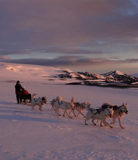 Iceland Snow, Dog Sleigh, Sun Dog, Moving To Alaska, Dog Sled, Sled Dogs, Iceland Adventures, Sled Dog, Finland Travel