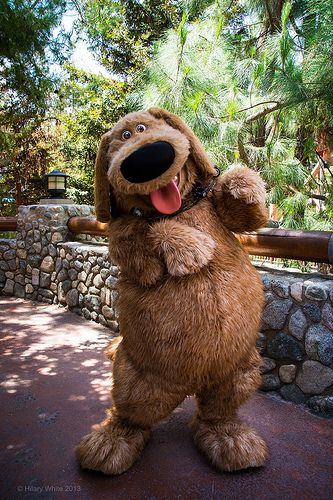 #Dug from #Up at #DisneyCaliforniaAdventure.  Dug is a playful, friendly and loveable dog who is always kind to those he loves. He likes almost everybody he comes across. He is also very good at following rules and can be somewhat of an airhead at times. #smallworldbigfun #characterprofiles Cute Brown Dog, Disney Movie Up, Disney Characters Costumes, Up Pixar, Dog Mascot, Disney World Characters, Disney Dogs, Disney California Adventure, Disney California