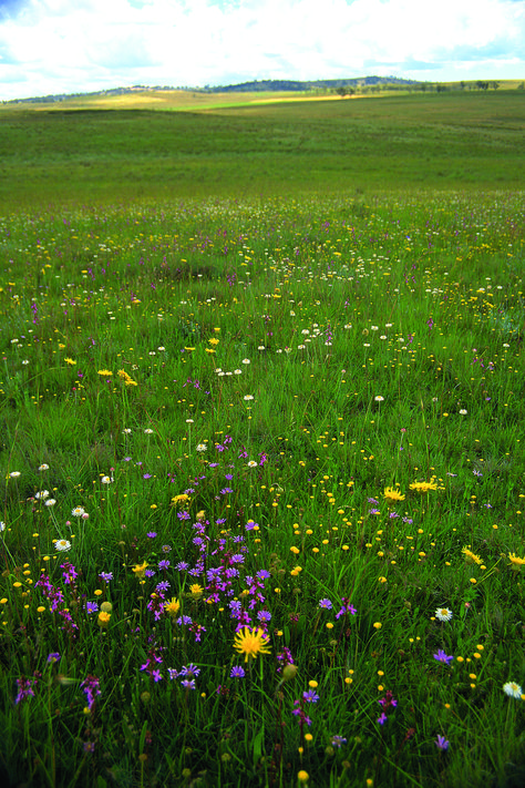 Grasslands Aesthetic, Grassland Photography, Grassland Aesthetic, Temperate Grassland, Grassland Biome, Grass Aesthetic, Grass Plains, Grassland Landscape, Grass Meadow