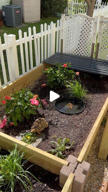 @beerus_andgoku on Instagram: "2024 Spring/Summer set up for the turtles. Just waiting for some grass/weeds to grow in. 🌿☘️🌱🌺  Featured in this video we have: Beerus (leopard tortoise) Goku (eastern box turtle) Butters (pancake tortoise)" Turtle Backyard Habitat, Raised Garden Bed For Tortoise, Turtle Homes Ideas Outdoor, Turtle Tank Ideas Outdoor, Tortoise Outdoor Habitat, Box Turtle Enclosure Outdoor, Tortoise Hideout Diy, Tortoise Outdoor Enclosure Ideas, Outdoor Turtle Enclosure