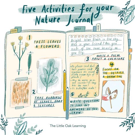 The Little Oak Learning (@the_little_oak_learning) • Instagram photos and videos Autumn Notebook, Nature Guide, Forest School Activities, Botanical Sketchbook, Field Journal, Nature Journaling, Nature School, Nature Sketch, Magick Book