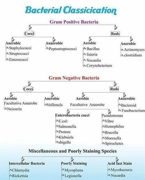 Bacterial Classification #medicalschool #resources #medicalstudent - Image Credits: asif rajesh Bacterial Classification, Antibiotics Classification, Veterinary Microbiology, Microbiology Study, Medical Laboratory Technician, Medical Laboratory Scientist, Medical Student Study, Pharmacology Nursing, Medical Laboratory Science