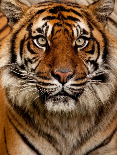 Tiger Portrait, Tiger Poster, Tiger Painting, Tiger Pictures, Bengal Tiger, Great Paintings, Stock Photography Free, Animal Planet, Diy Frame