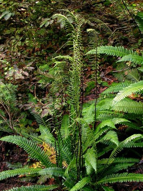 Blechnum spicant - deer fern | Wildflowers Northwest - Native Plant Nursery - Blechnum Spicant, Deer Fern, Evergreen Ferns, Shade Gardens, Plant Nursery, Types Of Plants, Shade Garden, Sun Shade, Native Plants