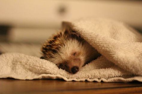 Long Eared Hedgehog, Happy Birthday Baby Girl, Happy Hedgehog, Hedgehog Pet, Baby Hedgehog, A Hedgehog, Unusual Animals, Baby Ducks, Cute Hedgehog