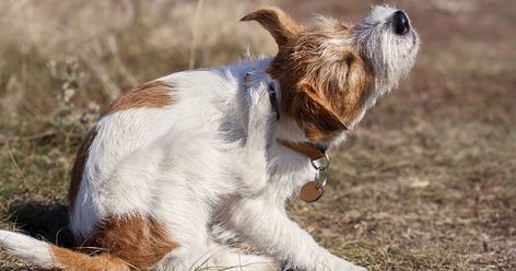 Why is My Dog Itching? | Zoetis Petcare Dog Skin Problem, Itchy Ears, Itchy Dog, Dog Itching, Watery Eyes, Dog Health Care, Dog Allergies, Dog Skin, Dog Supplements