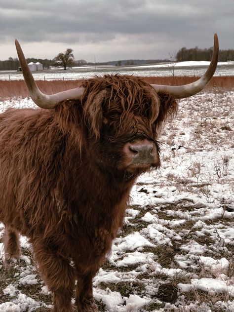 #longhorn #cow #cows #cowgirl #western #southern #aesthetic #cowgirlfashion #cowboy #wrangler #westernoutfit #mountains Highland Cattle Aesthetic, Long Horn Aesthetic, Ox Aesthetic, Livestock Aesthetic, Highland Cow Aesthetic, Hyland Cows, Cows Aesthetic, Long Haired Cows, Texas University