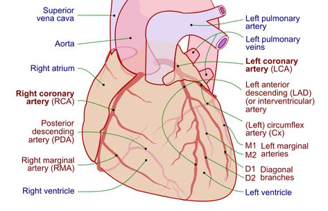 File:Coronary arteries.svg - Wikimedia Commons Coronary Circulation, Arteries Anatomy, Superior Mesenteric Artery, Rectus Abdominis Muscle, Thoracic Cavity, Subclavian Artery, Abdominal Aorta, Coronary Artery, Carotid Artery