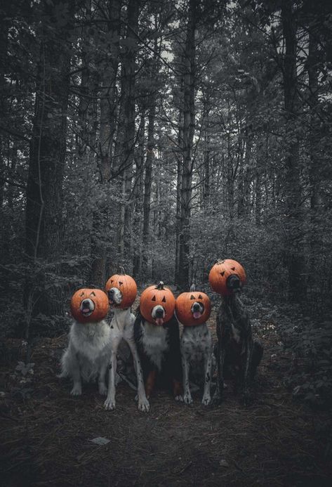 Dog Photoshoot Halloween, Spooky Dog Photoshoot, Halloween Photoshoot With Dog, Dog Ghost Photoshoot, Dog Halloween Photoshoot, Halloween Dog Photoshoot, Halloween Edits, Dog Costumes Halloween Large, Spooky Shoot