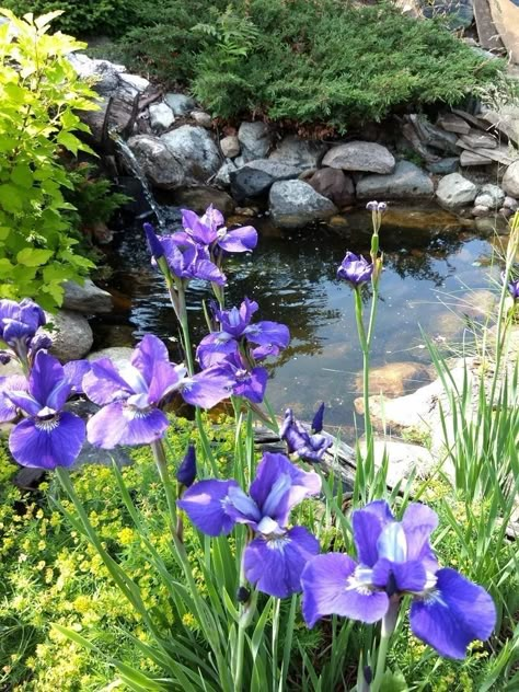 Japanese Iris, Garden Gate Design, Garden Magic, Iris Painting, Japan Garden, Iris Garden, Flower Landscape, Elements Of Nature, Iris Flowers