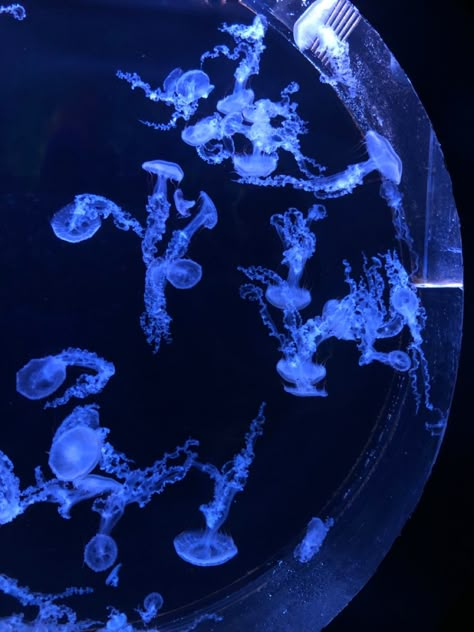 #jelly #jellyfish #pankrac #prague #czechia #seaworld #aquarium Jellyfish In Aquarium, Jellyfish Tank Aquarium, Aquarium Jellyfish, Goldfish Aquarium, Jellyfish Tank, Jellyfish Aquarium, Sea Aquarium, Blue Jellyfish, Marine Aquarium