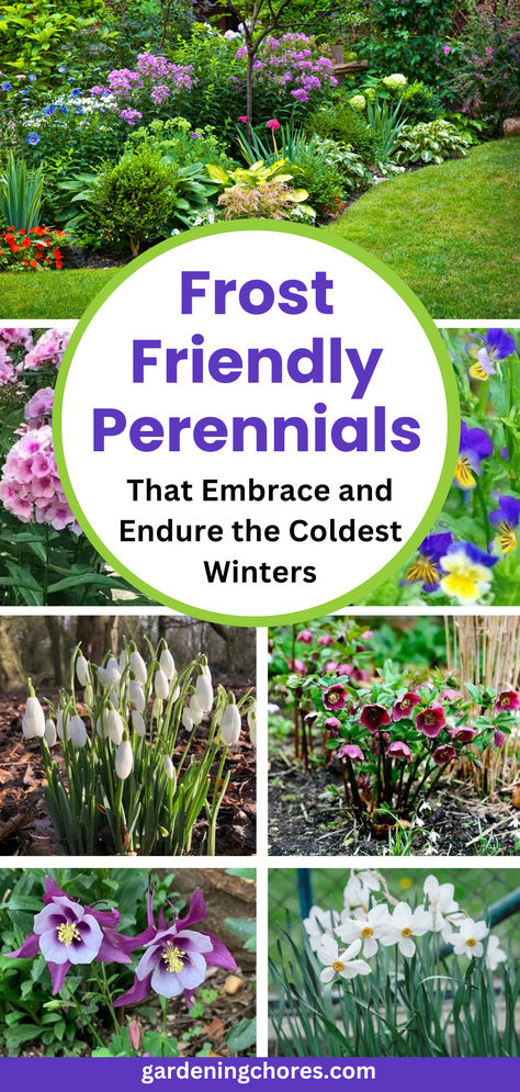 How to Protect Your Perennials from Severe Frost Creeping Phlox Ideas, Winter Perennials, Winterizing Flower Beds, Cold Hardy Perennials, Flowers That Bloom In Winter, Winter Garden In Zone 6, Ice Plants Ground Cover Perennials, Cover Plants From Frost, Garden Phlox Perennials