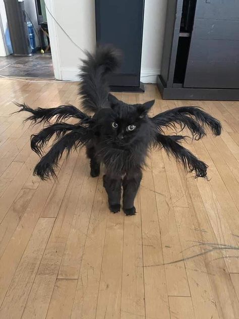 india on Twitter: "everyone look at the Halloween costume my sister got for her cat… " Black Cat Memes, Cat Halloween Costumes, Cats In Costumes, Spooky Cats, Halloween Pets, Black Cat Costumes, Fall Cats, Cat Halloween Costume, Halloween Cats