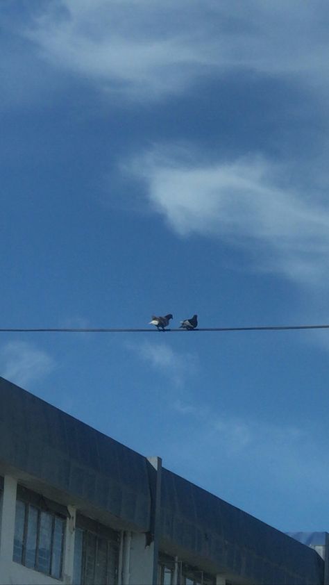 2 birds on a wire. 1 April, Two Birds, Birds, Japan