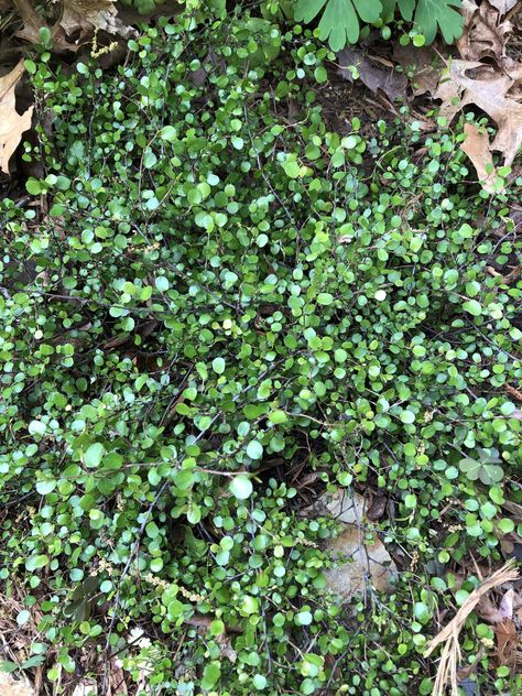 Muehlenbeckia (Centipede Plant, Climbing Lignum, Creeping Pohuehue, Creeping Wire Vine, Lacy Wire Vine, Maidenhair, Matted Lignum, Native Sarsaparilla, Ribbonbush, Sprawling Wirevine, Tapeworm Plant, Wandering Wire Vine, Wire Vine) | North Carolina Extension Gardener Plant Toolbox Wire Vine Plant, Maidenhair Vine, Wire Vine, Lantana Camara, Small Patio Decor, Broadleaf Evergreen, Soil Texture, Ground Covers, Rock Garden Plants