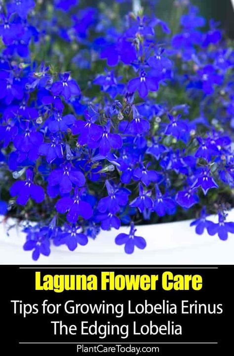 Lobelia Erinus (laguna flower) grown in window boxes or as edging plants, easy care, masses of small colorful flowers. We share growing and Care [DETAILS] Campanula Plant, Flower Garden Design Ideas, Deck Flowers, Grow Edges, Garden Ideas Flower, Lobelia Flowers, Flower Gardening Ideas, Flower Garden Ideas, Small Blue Flowers