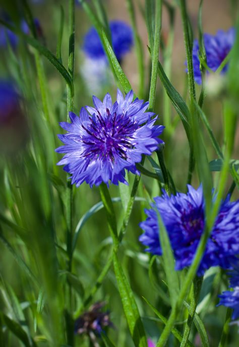 Blue Plants Aesthetic, Blue Plant Aesthetic, Centaurea Cyanus Flower, Crocus Flower In Snow, Centaurea Dealbata, Flowers To Grow, Dog Friendly Hotels, Blue Ball, Cottage Garden Plants