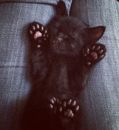 Napping. 💤💤 Polydactyl Cat, Sleeping Animals, Sleeping Kitten, Söt Katt, A Black Cat, Black Kitten, Cute Black Cats, Cute Kitty, Cute Kittens