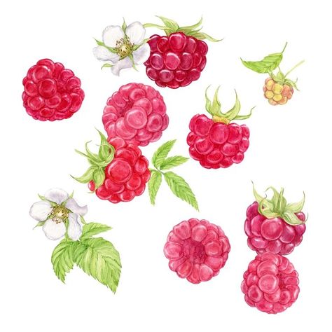 Premium Photo | Photo falling juicy ripe raspberries with green leaves on a white background watercolor illustration Raspberry Illustration Design, Rhubarb Drawing, Raspberry Watercolor, Watercolor Raspberry, Hobbit Drawing, Raspberry Drawing, Raspberry Illustration, Raspberry Images, Raspberry Art