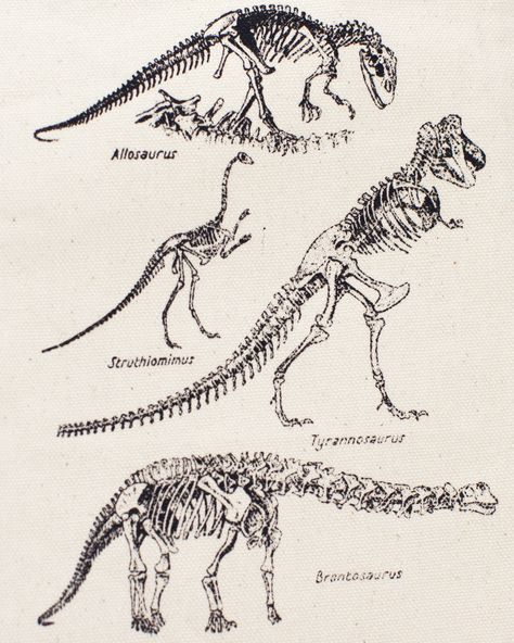 Vintage Dinosaur Poster, Dinosaur Bone Tattoo, Dinosaur Aesthetic Vintage, Dinosaur Bones Tattoo, Dinosaur Bones Drawing, Dinosaur Fossil Tattoo, Dinosaur Skeleton Drawing, Dinosaur Skeleton Tattoo, Dinosaur Anatomy