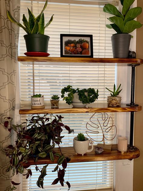 Cat Safe House Plants, Window Shelves For Plants, Black Pipe Shelf, Window Shelf For Plants, Window Sill Shelf, Safe House Plants, Industrial Pipe Shelf, Window Plant Shelf, Indoor Plant Shelves