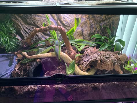 Ball Python Enclosure, Python Enclosure, Python Tank, Baby Ball Python, Giant African Land Snails, Hermit Crab Tank, Snake Terrarium, Bearded Dragon Terrarium, Snake Enclosure