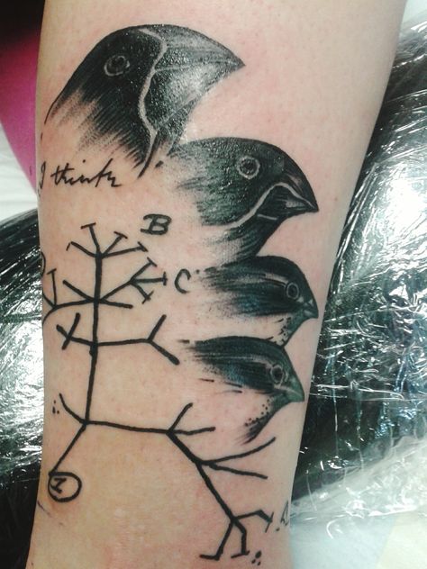 My first Tattoo: Darwins first scribble of the tree of life out of his notebook and aditionally 4 Darwin Finches :) Finches Tattoo, Darwin Finches, Darwin Tattoo, Darwin Tree Of Life, Finch Tattoo, Scientific Tattoo, Evolution Tattoo, Science Tattoo, Tato Tradisional