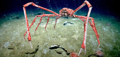 And the winner of the largest known crab species goes to the Japanese spider crab, aka aka-ashi-gani (tall legs crab). These giants can be found off the coast of Japan near deep water vents. They can be found at depths of up to 1,970 feet. Their preferred temperature is around 50°F. Japanese spider crabs are not currently evaluated by the IUCN. Butefforts are underway to ensure sustainable fishing practices so that #crab #crustacean #Japan #Japanese #Japanesespidercrab #ocean #predator Eldritch Creature, Japanese Spider Crab, Giant Crab, Crab Species, Spider Crab, Big Crab, Sea Spider, Creature Ideas, Crab Spider