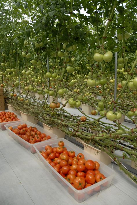 These 8-month-old hydroponic tomato vines are 30 feet long and producing close to 4,000 pounds of tomatoes per week at St Bethany Fresh farm in Pontotoc County on Aug. 2, 2012. The 3,000 plants in the 12,000-square-foot greenhouse produced 6,000 pounds of tomatoes per week during the peak weeks in April and May. (Photo by MSU Ag Communications/Linda Breazeale) Hydroponic Tomatoes, Tanaman Tomat, Tomato Farming, Aquaponics Diy, Hydroponic Farming, Aquaponic Gardening, Hydroponic Growing, Vertical Farming, Aquaponics System