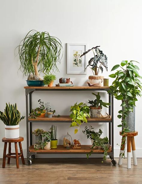 Interior Boho, Decorating Bookshelves, Indoor Trees, House Plant Care, Decoration Inspiration, Home Trends, Ferm Living, Indoor Plant, Decorating Coffee Tables