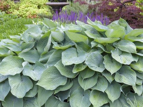 Largest Hosta Plants You Can Grow: 6 Plantain Lily Whoppers - NewsBreak Giant Hosta, Munstead Lavender, The Lennon Sisters, Blue Hosta, Plantain Lily, Hosta Varieties, Edible Seeds, Hosta Plants, Go Big Or Go Home