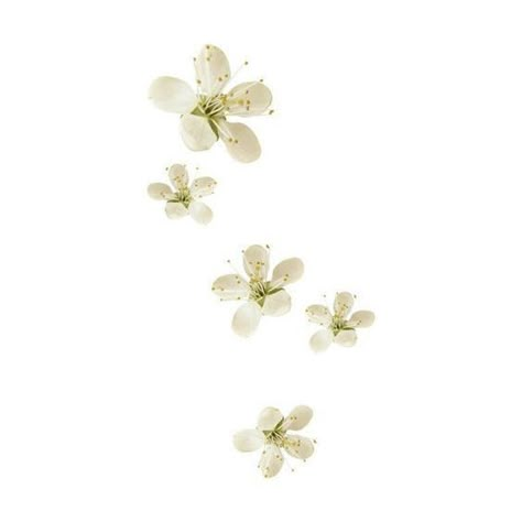 White Flower Png, Plant Png, Desain Quilling, Border Png, Minimalist Icons, Flower Icons, Png Aesthetic, Ios Wallpapers, Widget Icon