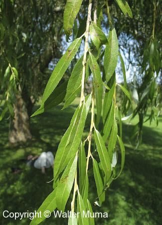 Weeping Willow (Salix babylonica) Salix Babylonica, Weeping Willow Tree, Curly Willow, Plant Fungus, Weeping Willow, Willow Tree, Trees And Shrubs, Ontario, Vines