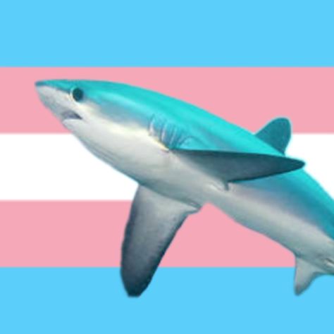 Shark Things To Buy, Trans Shark, Silly Shark, Shark Board, Shark Pfp, Thresher Shark, Shark Pictures, Whale Sharks, Pride Art