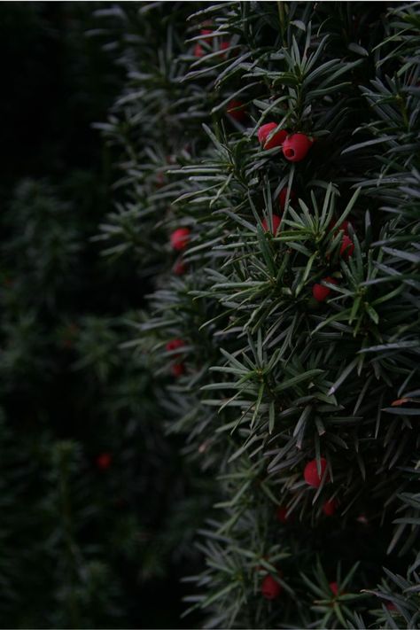 Yew- taxus baccata. Dark green yew trees decorated with red fruit. The fruit is poisonous but how beautiful. A beautiful garden decoration at any time of the year. Evergreen shrubs look beautiful in the winter aura Yew Tree Aesthetic, Yew Berries, Yew Tree, Taxus Baccata, Dark Windows, Conifer Trees, Poisonous Plants, Green Spring, Red Fruit