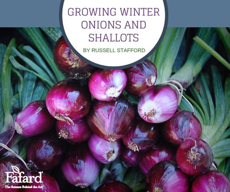 Fafard Growing Winter Onions and Shallots - Fafard Winter Onions Growing, Grow Shallots, Garden 101, Winter Vegetable, Growing Onions, Winter Gardening, Vegetable Garden Tips, Food Gardening, Overwintering