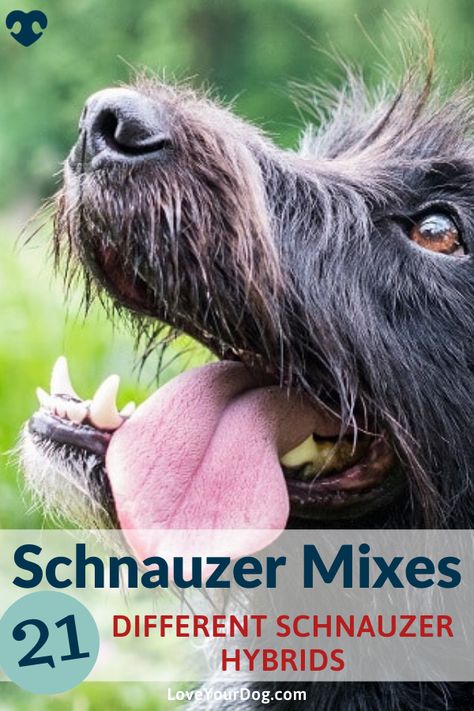 Schnauzer Mix Dogs, Schnauzer Terrier Mix Dogs, Terrier Mix Breeds, Dog Training Tools, Mixed Breed Puppies, Schnauzer Breed, Schnauzer Grooming, Schnauzer Mix, Patterdale Terrier