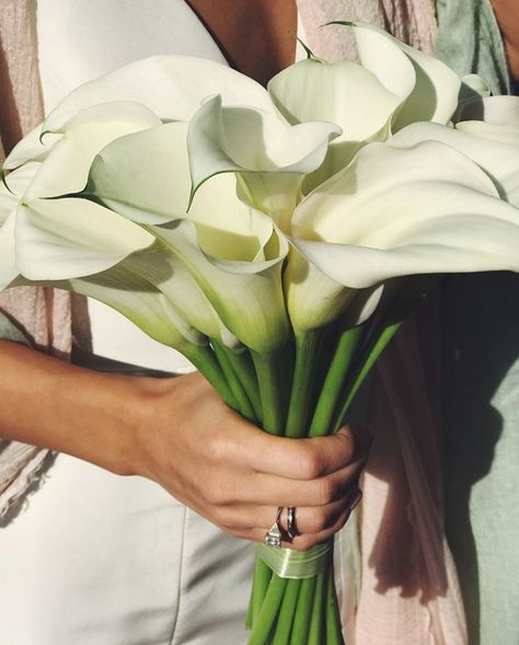 Cala Bouquet Wedding, Lillie Wedding Bouquets, Spring Wedding Minimalist, Calalilly Bouquet Bridal, Peace Lily Wedding Bouquet, Cala Lilly Wedding Bouquet White, Calla Lillies Bouquet Wedding, Calilily Flower Wedding Bouquet, Calls Lily Bouquet