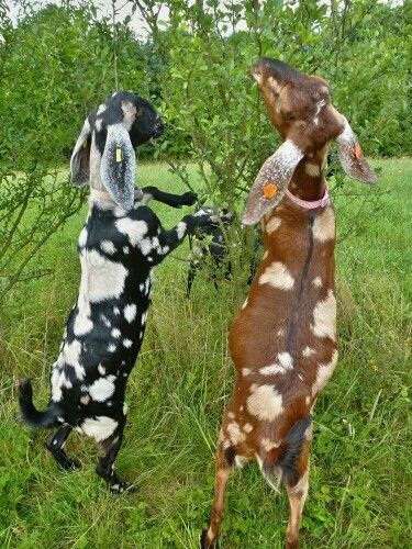 Goats with many spots. =) Animals Wallpaper Aesthetic, Goats Breeds, Goat Pics, Cute Animals Wallpaper, Wallpaper Aesthetic Nature, Goat Pictures, Goat Picture, Live Deliciously, Mini Goats