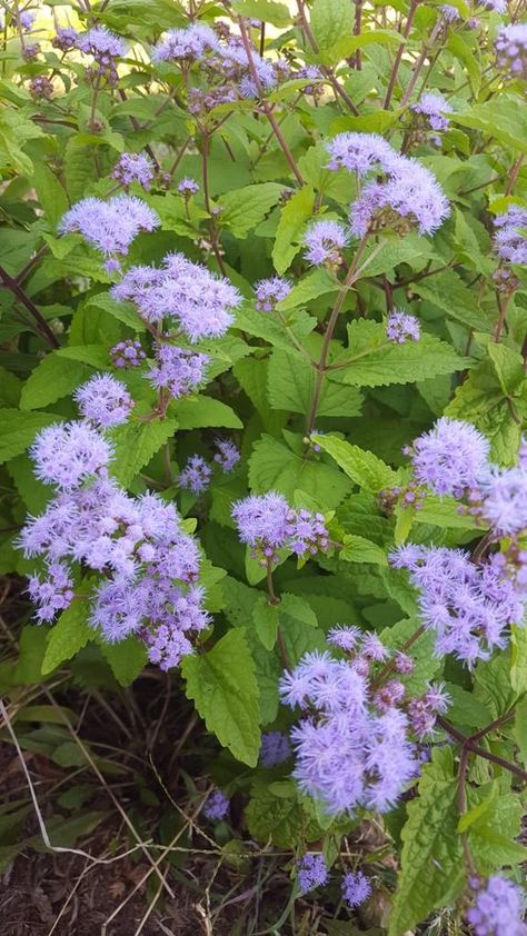 Mist Flower, Bedding Plant, Texas Landscaping, Texas Native Plants, Lake Garden, Garden Centers, Scientific Name, Bee Garden, Sun Plants