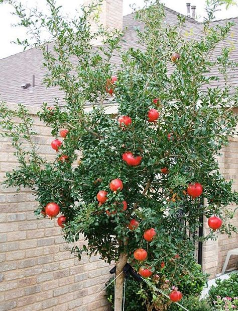 Pomegranate Growing, Fire Ant, Pomegranate Tree, Midland Texas, Growing Fruit Trees, Backyard Landscape, Growing Fruit, Fruit Plants, Pomegranate Seeds