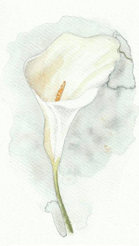 Watercolor Single Flower, Calla Lily Watercolor Painting, Cala Lily Drawings, White Painting Aesthetic, Minimal Flower Painting, Innocence Painting, Calla Lily Watercolor, White Flower Watercolor, Lily Watercolor Painting