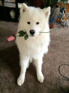 Most Beautiful Adorable Dogs Wallpapers, High Definition Wallpaper, Best for Mobile phones Wallpapers, new Lovely Dogs Wallpapers,          ... Samoyed Dogs, Pretty Dogs, Fluffy Dogs, White Dog, Cute Dogs And Puppies, Baby Dogs, Beautiful Dogs, 귀여운 동물