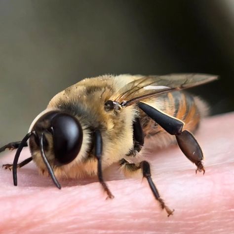 Check out this little dude AKA Drone Bee Male Honey Bee He doesn't make honey, he can't make wax he only really has one job and that is to mate with Virgin Queens and it doesn't end well. Once he has mated with the queen his genitals are ripped off and he dies. When winter approaches the female worker bees evict the drones out into the cold to die. It's tough being a male Bee. Male Bee, Drone Bee, Worker Bee, One Job, Honey Bee, Drones, The Queen, Insects, Honey