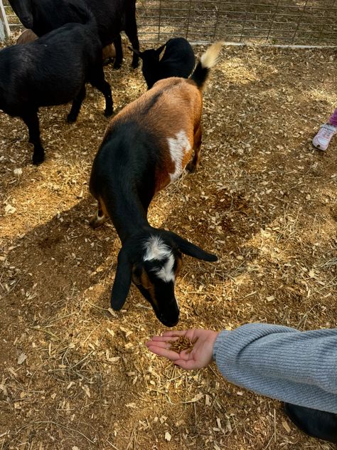 Feeding goats Farm Animals, Animals