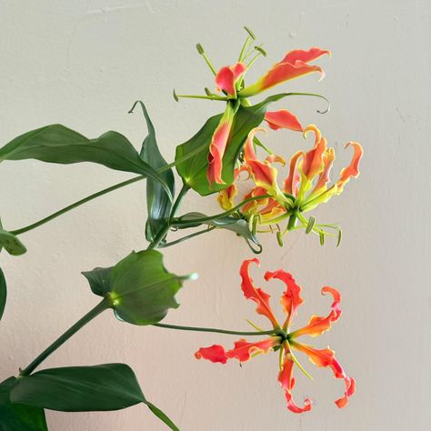 funky! fun! gloriosa lily! 🤪 #sfflorist #bloomsf #sfflowermart #flowers #ihavethisthingwithflowers #blooms #florals #floraldesign #florist #gloriosalily Gloriosa Superba, Gloriosa Lily, Funky Flowers, March 3, Tao, Florist, Floral Design, Lily, Plants