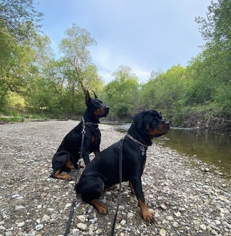 Doberman And Rottweiler, Rottweiler And Doberman, Doberman Rottweiler, European Doberman, Rottweiler Mix, Dog Mommy, Scary Dogs, Dangerous Dogs, Dog List