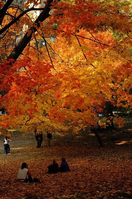 Fall in Central Park , NYC within the next two years before dk heads to england for his residency Fall In Central Park, Voyage New York, Central Park Nyc, Autumn In New York, I Love Nyc, New York State Of Mind, I Love New York, Autumn Beauty, I Love Fall